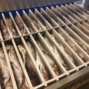 Jackstone Vertical Plate Freezer